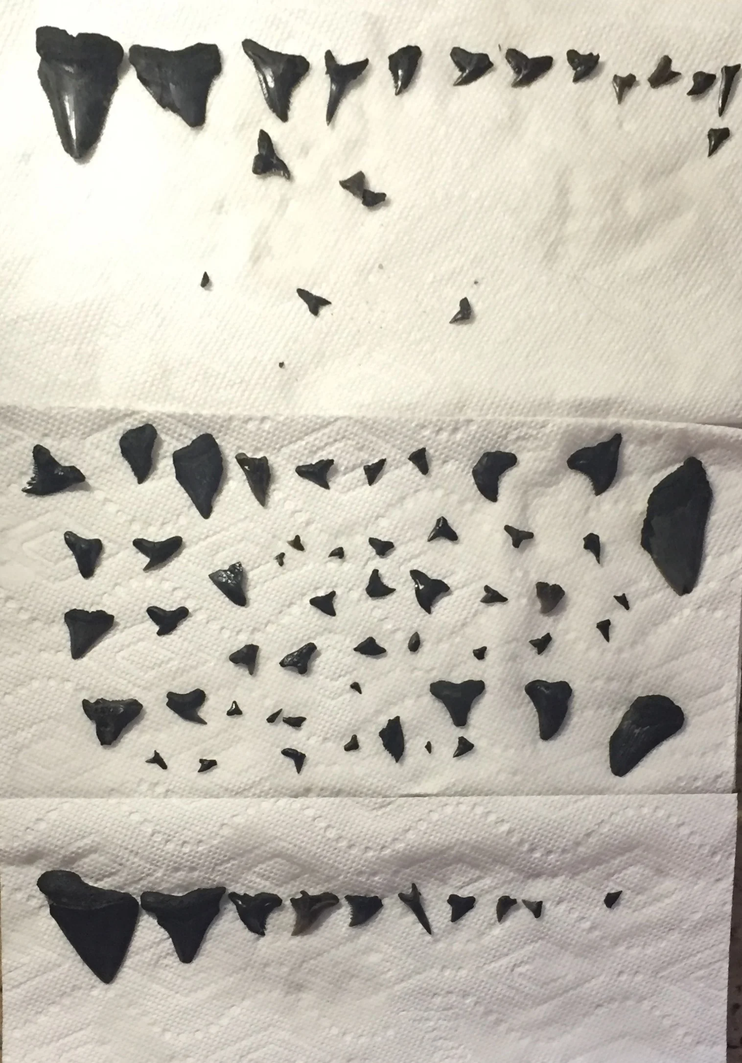Collection of fossilised shark teeth found at the beach
